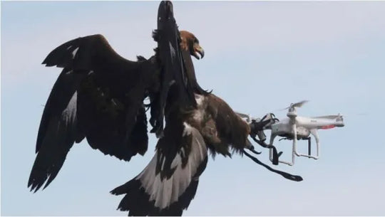 A black eagle attacks a drone mid-air, showcasing the conflict between birds and drone technology.
