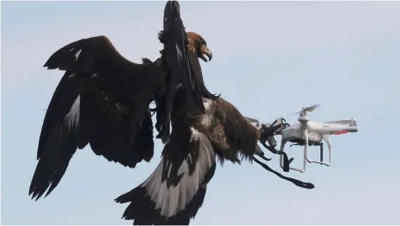 A black eagle attacks a drone mid-air, showcasing the conflict between birds and drone technology.