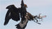 A black eagle attacks a drone mid-air, showcasing the conflict between birds and drone technology.